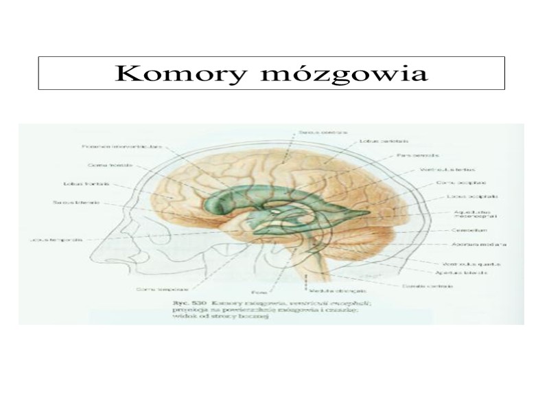 Komory mózgowia